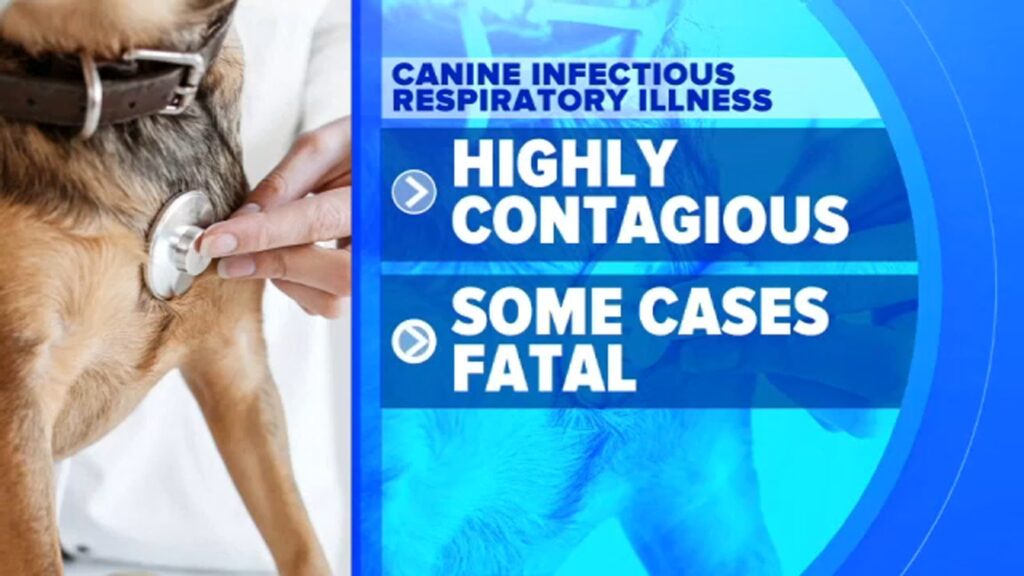 Mysterious fatal respiratory illness sickens dogs across the US