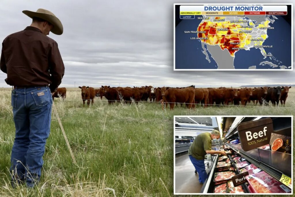 Ranchers warn the worst collapse in cattle production will make meat prices DOUBLE this winter