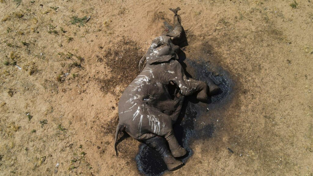 The International Fund for Animal Welfare (IFAW) says the elephants died at Hwange National Park due to a lack of water.