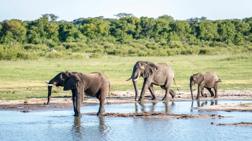 Hwange National Park in Zimbabwe is home to 45,000 elephants.