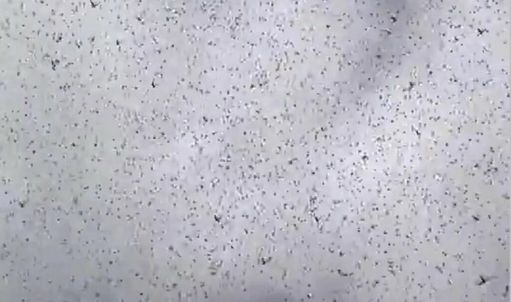 Giant swarm of locusts Merida, Mexico