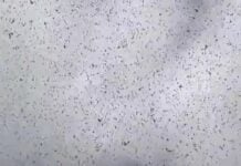 Giant swarms of locusts darken the sky over Yucatan’s capital, Merida Giant swarm of locusts Merida, Mexico