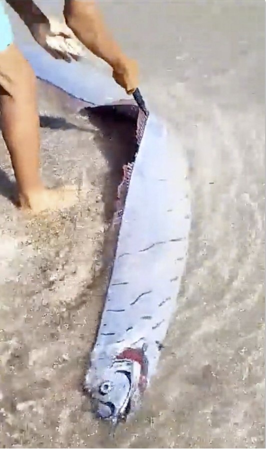 Rare oarfish dubbed 'harbinger of earthquakes' found washed up on beach in the Dominican Republic