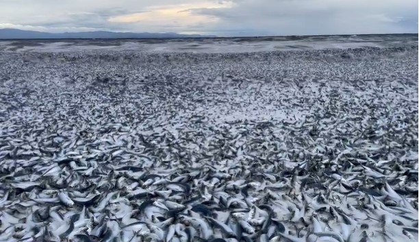 Thousands of dead fish Japan