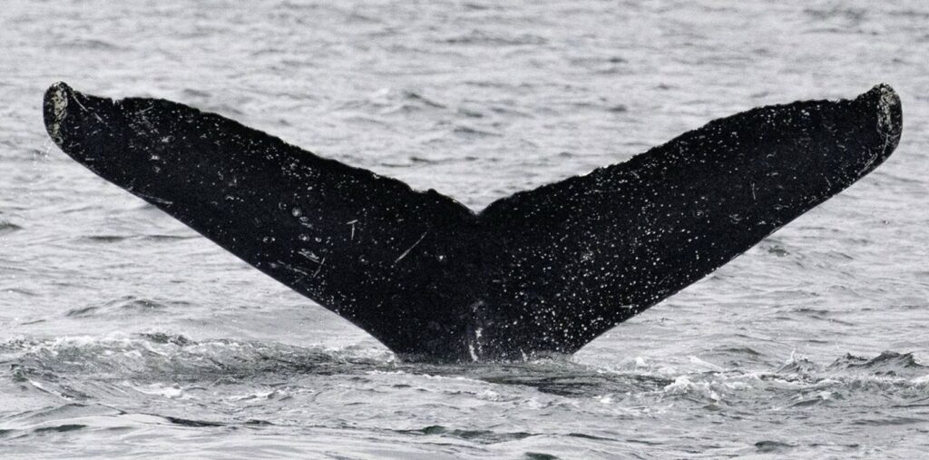 Whale-SETI: Groundbreaking encounter with humpback whales reveals potential for non-human intelligence communication