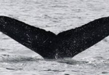 Whale-SETI: Groundbreaking encounter with humpback whales reveals potential for non-human intelligence communication Whale-SETI: Groundbreaking encounter with humpback whales reveals potential for non-human intelligence communication