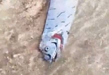 Deep-sea oarfish dubbed ‘harbinger of earthquakes’ washes up on beach in the Dominican Republic near the DEADLY Septentrional-Oriente strike-slip Fault Zone dead oarfish Dominican Republic earthquake sign