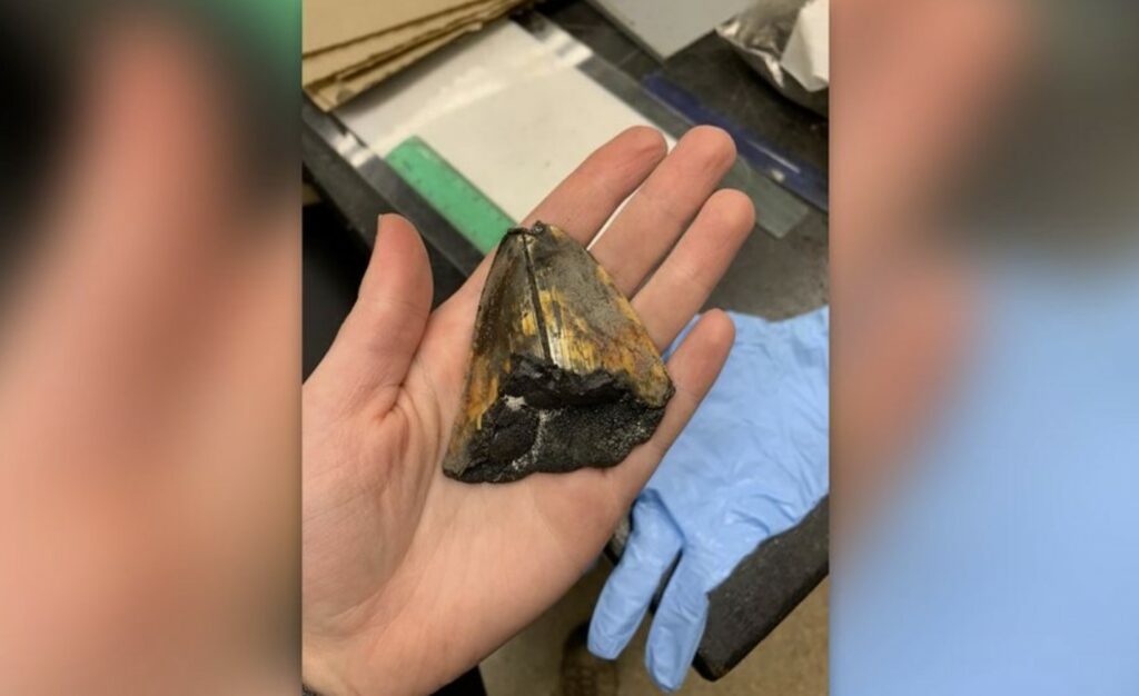 Megalodon tooth found on unexplored seamount 10,000 feet below the ocean surface