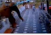 Leopard and elephant: Wild animal rampages in India captured on videos Leopard and elephant attacks in India videos