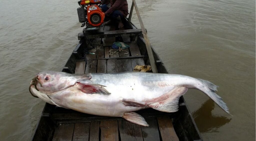 Mekong River fish extinction