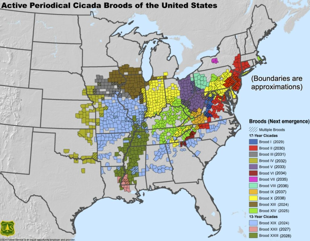 There’s the 17-year-group called Brood XIII, which is concentrated in northern Illinois (brown on the map below), and the 13-year clutch, Brood XIX, which will emerge in southern Illinois, Missouri, Arkansas, and throughout the Southeast (see them in light blue on the map below).It’s the first time since 1803 that these broods have emerged together.