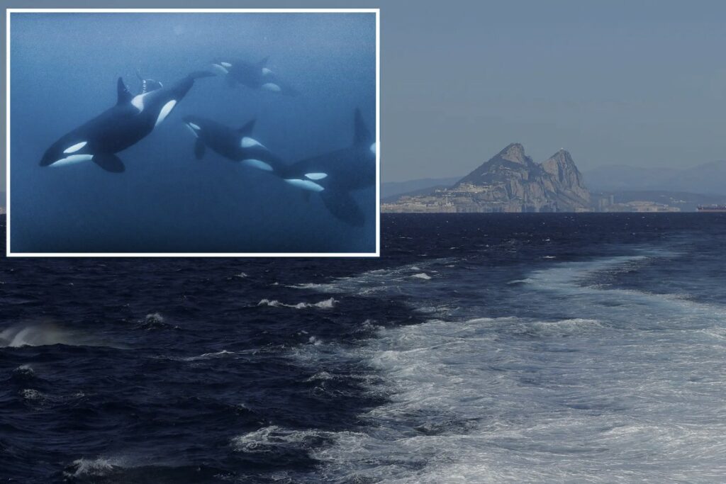 Killer whales bang into 50-foot yacht off Morocco, forcing 2 on board to abandon ship before it sinks