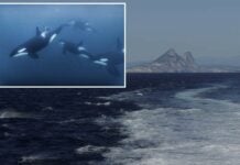 Killer whales bang into 50-foot yacht off Morocco, forcing 2 on board to abandon ship before it sinks Killer whales bang into 50-foot yacht off Morocco, forcing 2 on board to abandon ship before it sinks