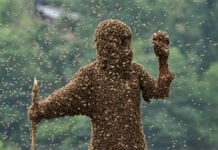 Swarmageddon! 70 seriously injured in honeybee attack during funeral ritual in Satara, India – 4th such attack within a month bee attack India