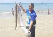 Fearsome three-metre-long oarfish washes up on tourist beach in Ecuador Giant oarfish Ecuador