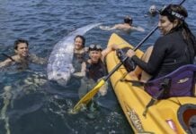 Rare ‘doomsday’ oarfish sighted near La Jolla shores, California – Second sighting for the Americas in a week oarfish California big quake