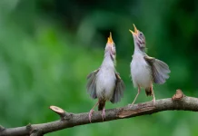 Birds Around the World Share a Mysterious Warning Cry Flock of birds vocalizing a shared whining alarm call to warn of brood parasites