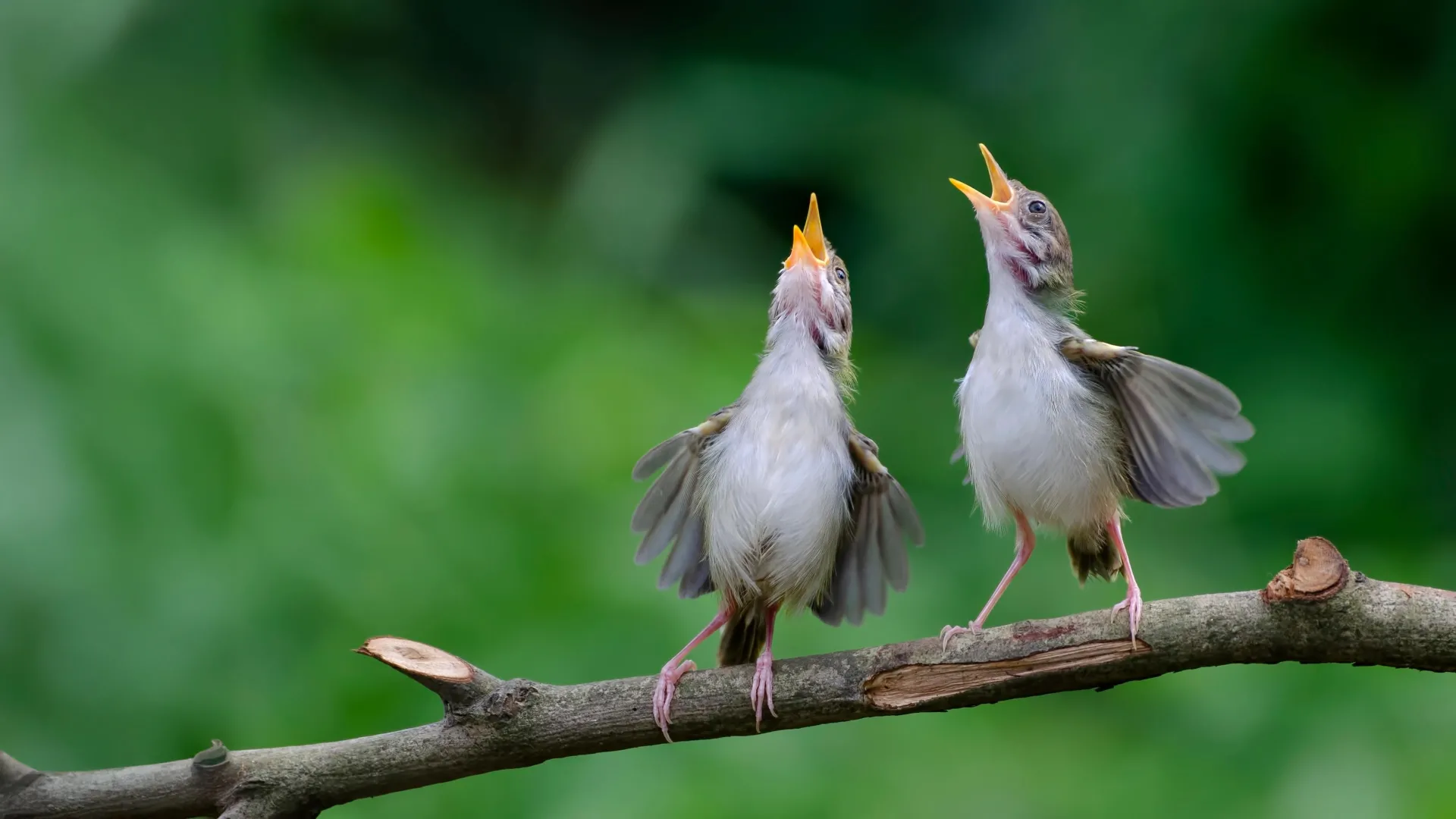 Small flock of birds vocalizing from branches — conceptual image for shared warning cry