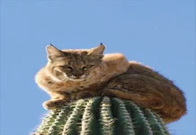 When Survival Gets Spiky: Arizona Bobcats Are Sleeping on Cactus (and Loving It) Bobcat sleeping on a tall saguaro cactus in the Arizona desert for safety and shade