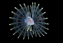 Strange News Digest – Tripod Fish, Lake Geneva Wave, Dementia Vaccine & Solar Porsche and Plane Groundings – December 3, 2025 Tripod fish larva before standing on long fins on the deep-sea floor as an adult. Strange deep sea creatures.