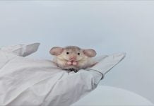 Pizza Meters, Fox Hollow Farm, Happy Bankers & Dumbo Mouse Rare dumbo mouse with unusually large rounded ears sitting in a gloved hand, showcasing a natural genetic mutation