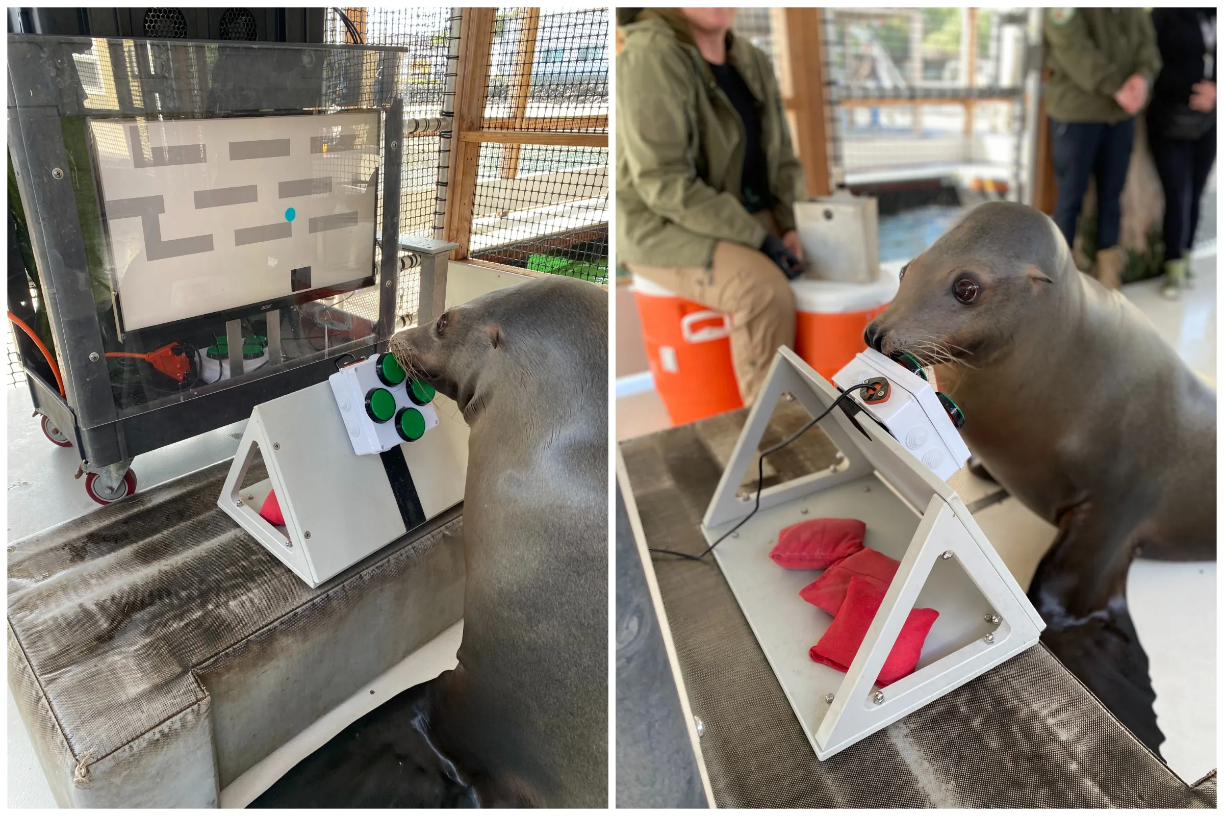 Sea lion playing a video game in a cognition experiment, interacting with a screen-based task.