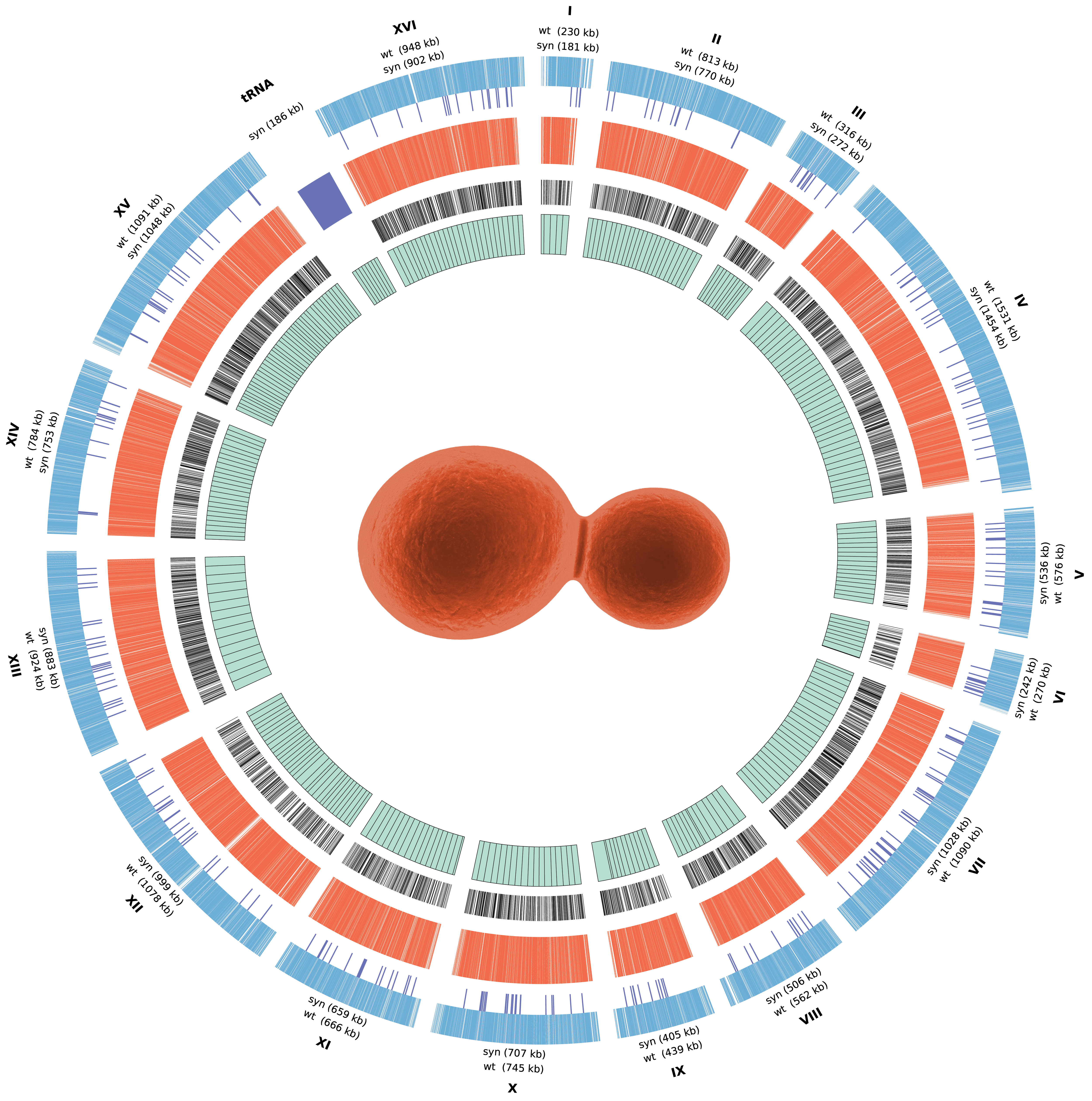 Circular genome map showing the complete synthetic yeast genome Sc2.0 with redesigned chromosomes, SCRaMbLE sites, and modular megachunks