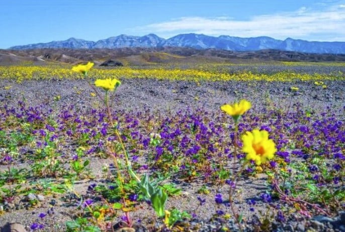 Yellow and purple wildflowers blooming across Death Valley desert during a rare superbloom with mountains in the background