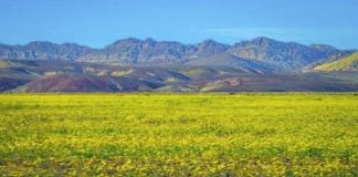 Death Valley Superbloom Explained: Why the Desert Suddenly Explodes With Wildflowers Death Valley superbloom covering the desert floor with yellow wildflowers beneath colorful mountain ridges